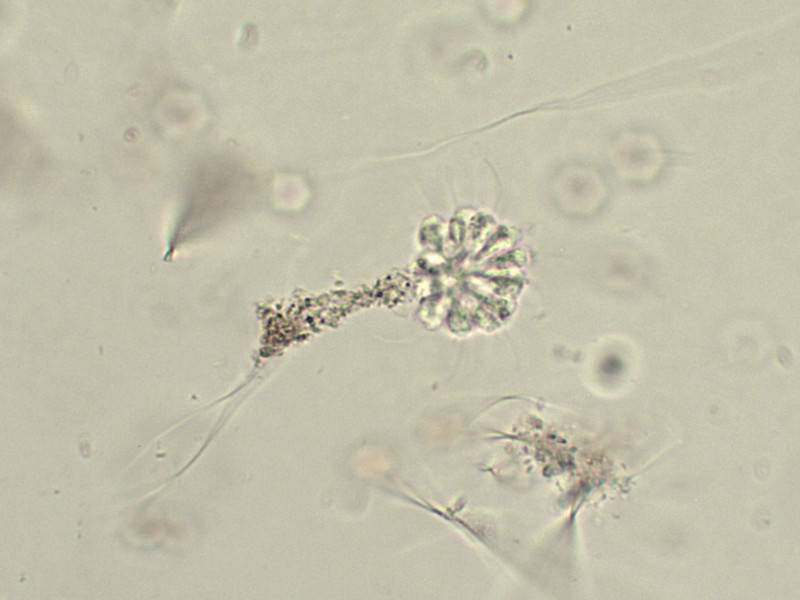 Prima alga osservata